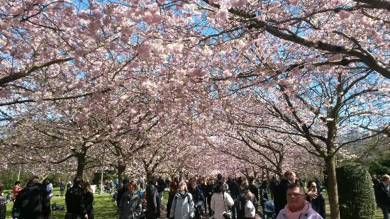 cherry-blossoms-at-bispebjerg