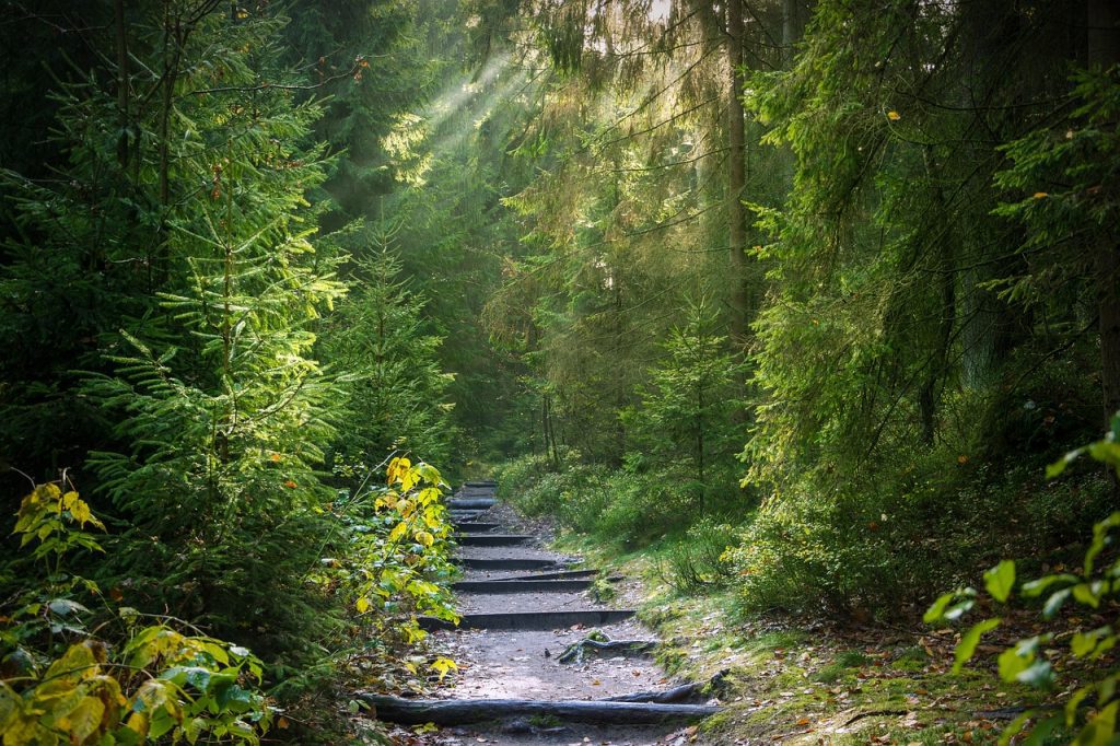 Skovbegravelse Danmark​